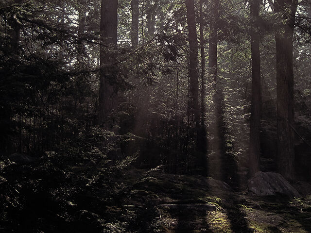 File:TNWoWMWoods.jpg