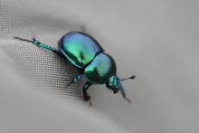 Beetle