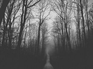 Nebliger-wald