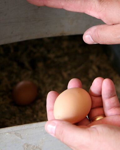 File:Egg.jpg