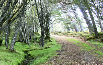 Curvingpath