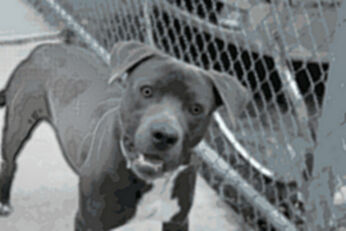 1dog