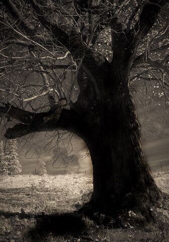 Datei:Witches tree.jpg