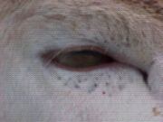 Eye.jpg