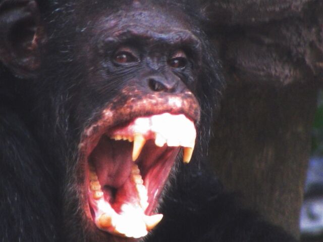 File:Angry chimpanzee.jpg