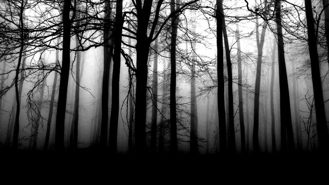 Datei:Wald 2-0.jpg