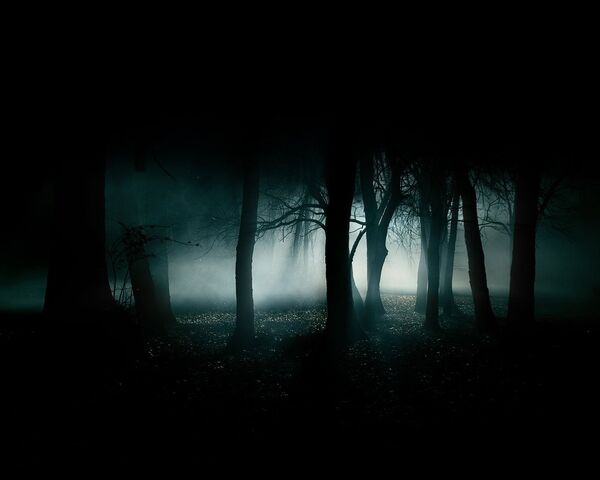 Datei:Dunkler wald.jpg