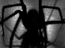 Spider-452489 640