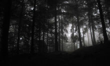 Wald-1
