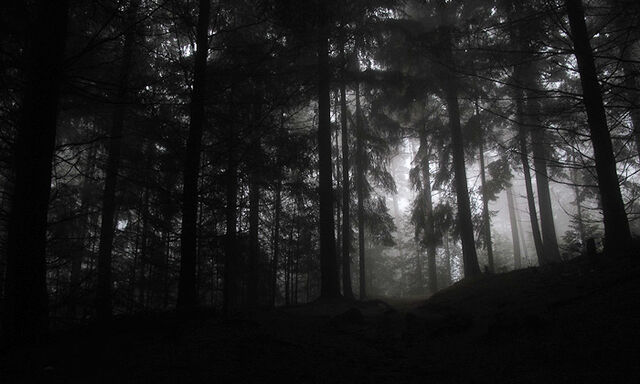 Datei:Wald-1.jpg