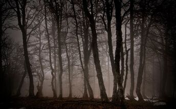 Bosque-d