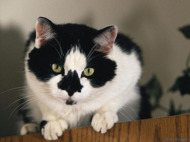File:The cat.jpg