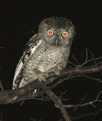 File:Owl23.jpg