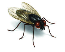 House-fly-illustration 2550x2037