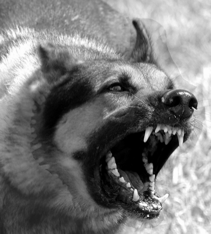 Datei:Hund-aggressiv-sw-001-001.png