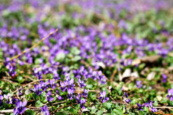 Violets