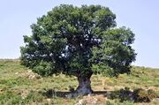 Oak tree