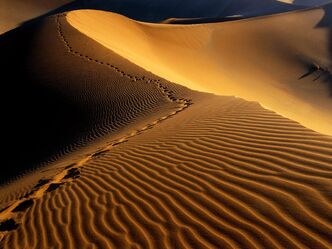 Sanddune
