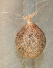 Spider egg sac mason farm 111407