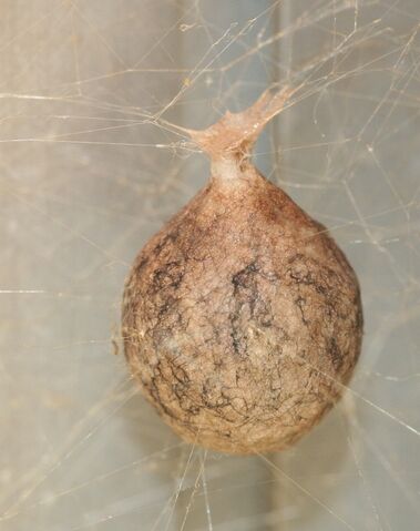 File:Spider egg sac mason farm 111407.jpg