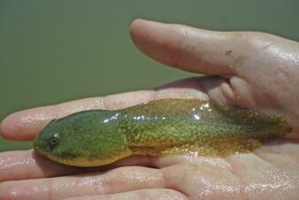 Tadpolestory