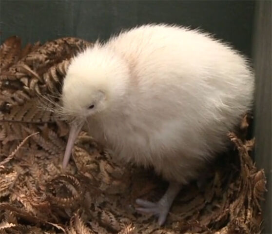 File:Kiwi-blanc.jpg