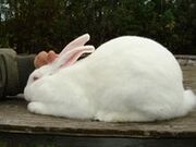 220px-RabbitAmericanWhite