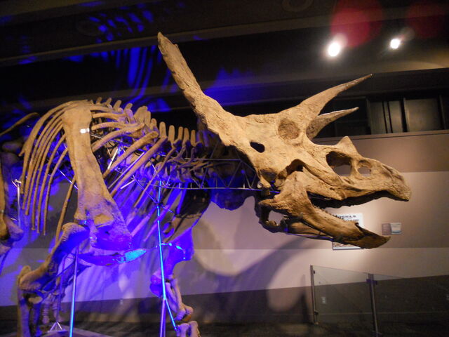 File:DSCN0991.jpg