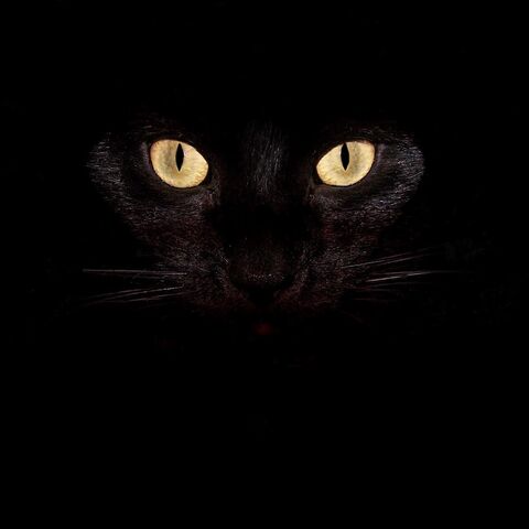 File:Evil cat .jpg