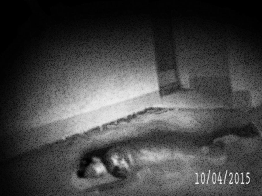 Crime Scene Photos Creepypasta Wiki Fandom powered by Wikia