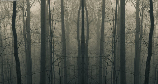 File:Creepy woods3.jpg