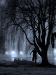 Willow1