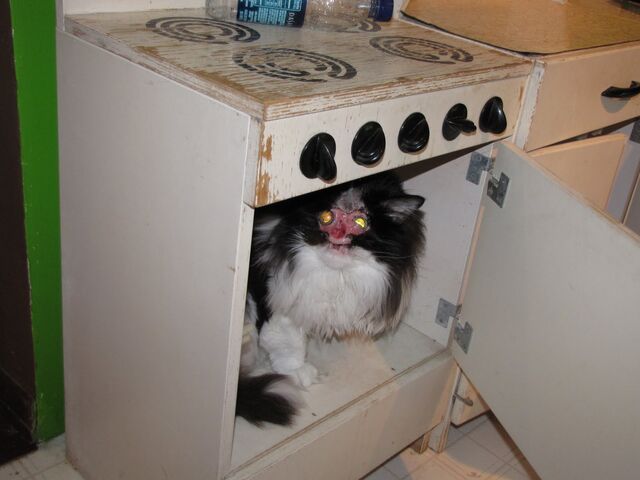 File:Catinthetoyoven.jpg