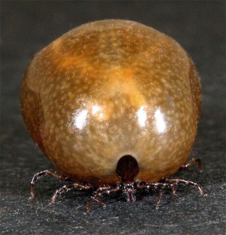 Datei:Hungrytick(SCP-775).jpg