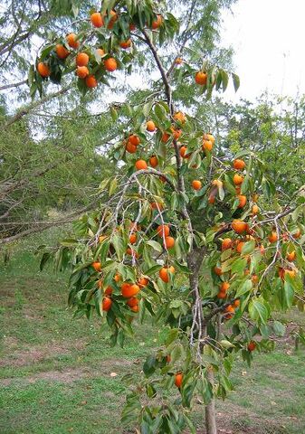 Datei:Frucht.jpg
