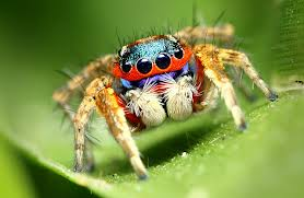 JumpingSpider