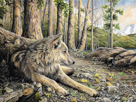 Wolf