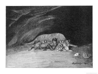 Wolf and Child