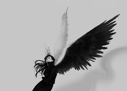 Differentpairsofwings