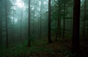 Versteck-im-wald-8003