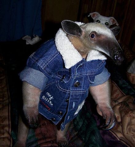 File:Anteater-coat.jpg