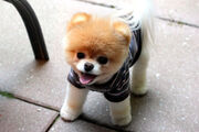 Boo-The-Dog