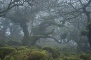 The Clearing