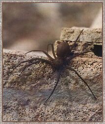 Violin spider