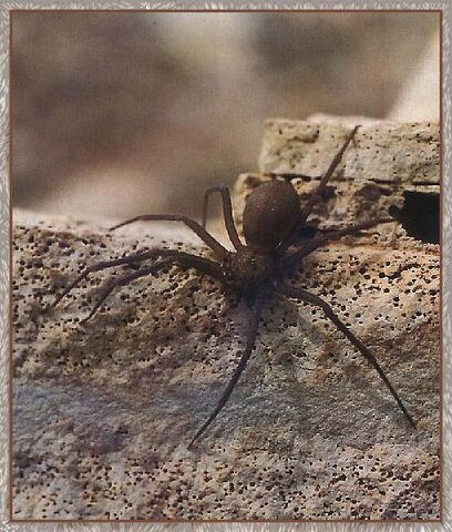 File:Violin spider.jpg