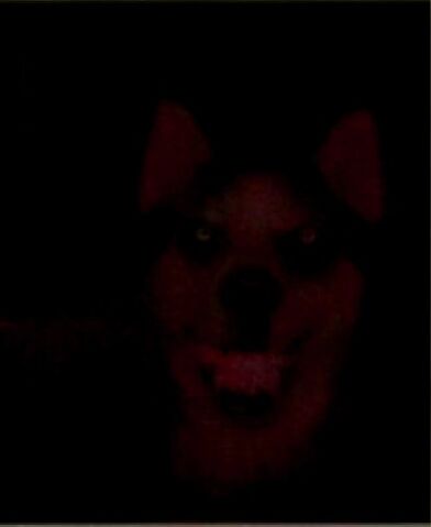 File:WildDog.jpg