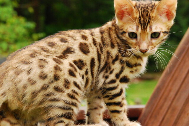 File:Bengal-cat-pictures-8.jpg
