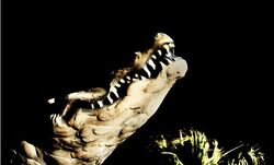 Alligator
