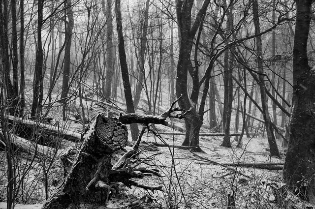 File:Winter woods....jpg