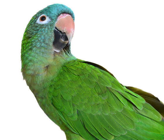 File:Beautiful Blue Crown Conure Parrot.293225410 large.jpg